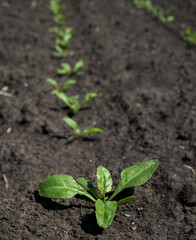 top view closeup of a row of sugar beet sprouts