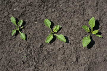 top view of rows of sprouts of sugar beet leaves in the field