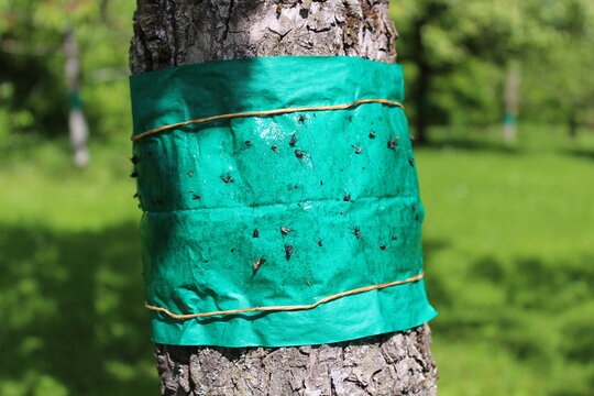 Leimring an einem Baum