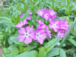 primrose blooms in spring in the garden. blooming flowers, plants. lilac.