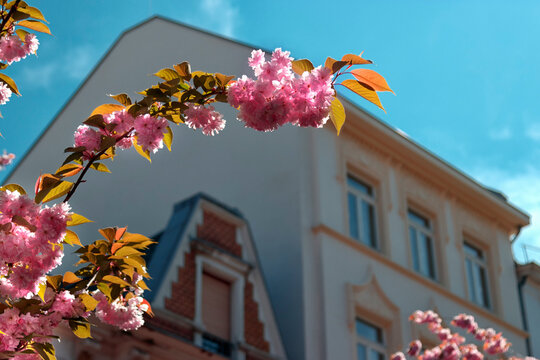 Cherry Blossoms In Bonn