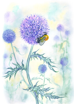 Echinops and bumble bee, watercolor illustration, print for posters, gatefold sleeve, calendar, and other products.