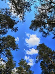 trees and sky