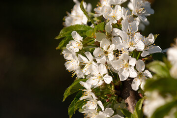 White flowering fruit trees in sunny spring