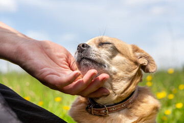 Chihuahua mongrel enjoying affection from human hand outdoors