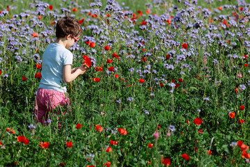 petite fille en train de faire un bouquet de fleurs sauvages au printemps dans une prairie
