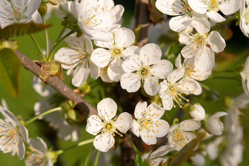 White blooming fruit trees in sunny spring
