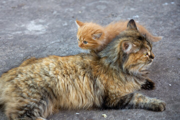 Little fluffy kittens outdoor. Close-up.