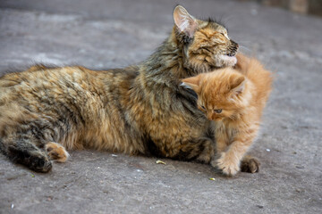 Little fluffy kittens outdoor. Close-up.