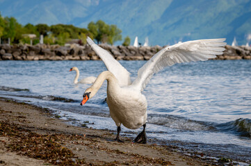 One mute swan spreading wings on the beach. Cygnus olor runs in attack position.