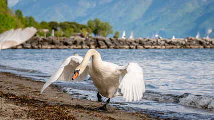 One mute swan spreading wings on the beach. Cygnus olor runs in attack position.
