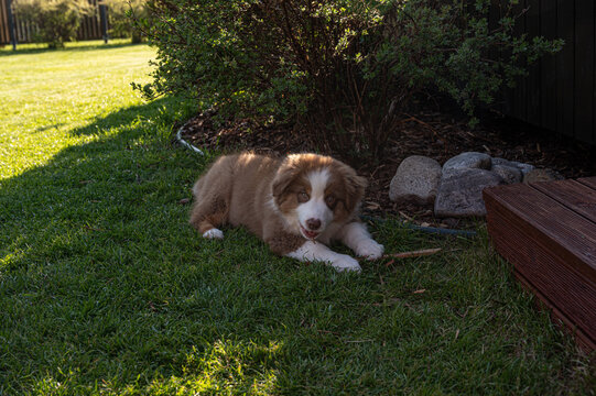 Australian Sheepdog Puppy