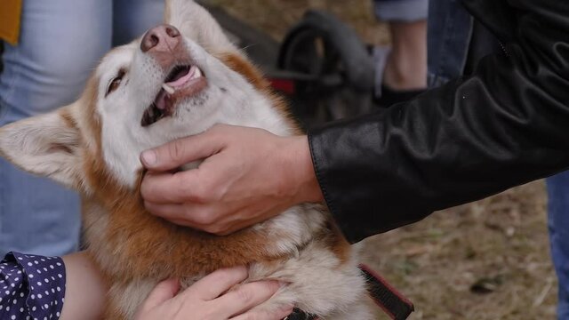 Man and woman hands stroking cute red siberian husky dog at park - slow motion, close up. Animal, care, pet, friendship concept
