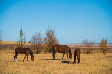 Horses graze under a clear sky