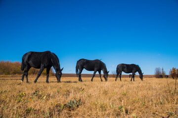 Horses graze under a clear sky