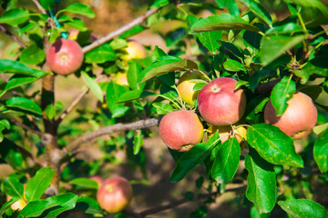 Young apple trees in the garden