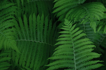 Fern leaves in their natural environment on a dark background
