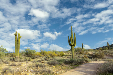 Desert Landscape with Trail with Saguaro