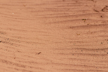 An image of a desert field with sand and dry plants. Drought.