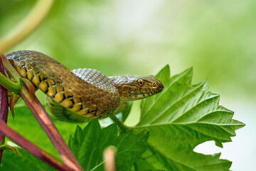 snake in the wild - Natrix tessellata