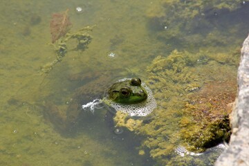 Green Bull frog shot closeup with green moss and water  in a lake in Kansas.