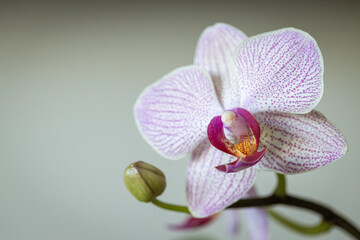 macro photo of Orchid Plant