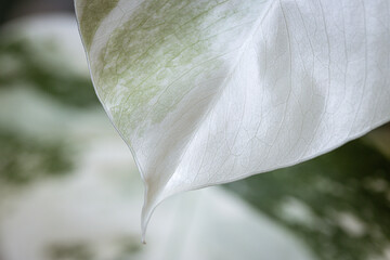 variegated monstera leaf macro