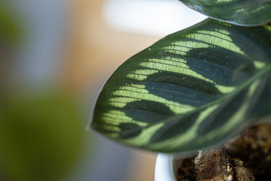 Calathea Burle Marx Plant Macro