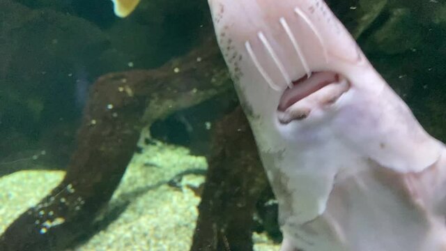Fish floating aquarium sturgeons underwater close up