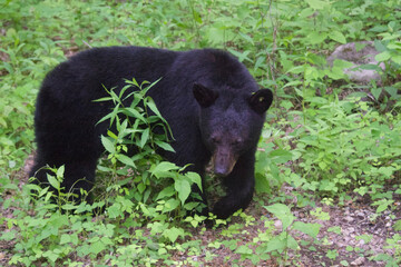 Black Bears in the Smokey Mountains