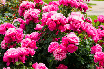 Leonardo da Vinci rose bushes. Roses in bloom in May, pink roses.
