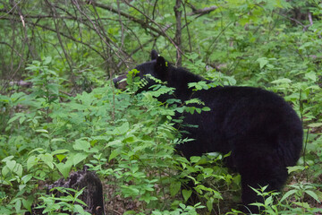Black Bears in the Smokey Mountains