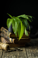 Green ramsons leaves. Wild garlic.