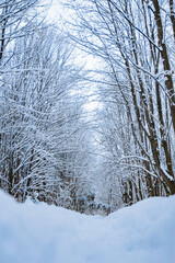 Fototapeta premium beautiful park forest in winter snowfall in the park