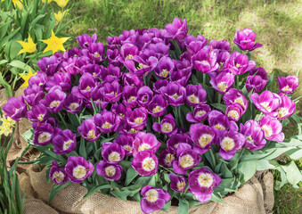 lilac tulips in a garden