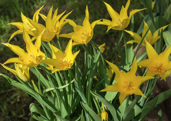Obraz premium Decorative wild species of yellow Bieberstein tulips