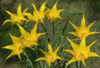 Fototapeta premium Decorative wild species of yellow Bieberstein tulips