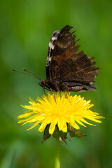 Peacock butterfly on the head of a dandelion