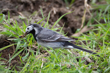 Pied wagtail with prey in its mouth