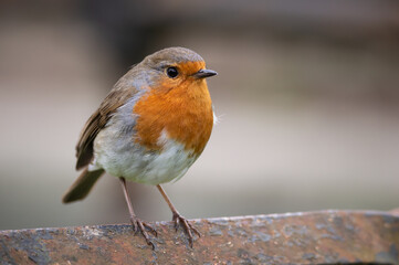 Robin seen close-up on a gravestone