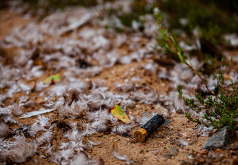 a spent hunting cartridge surrounded by bird feathers