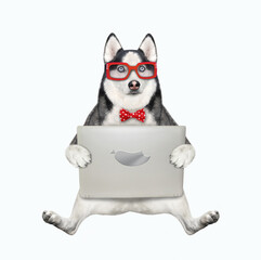 A dog husky in glasses sits with a laptop. White background. Isolated.