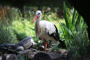 White stork near a pond on stones in search of food