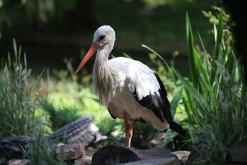 White stork near a pond on stones in search of food