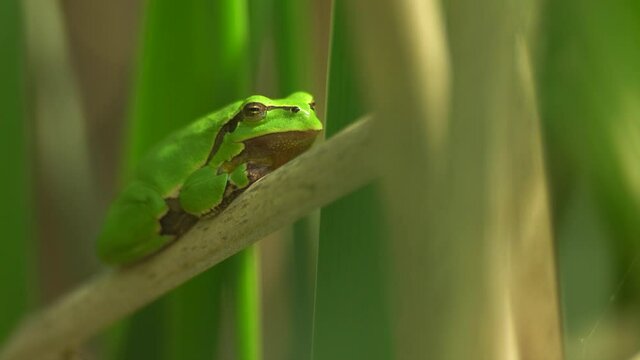 Male of European tree frog (Hyla arborea) sitting on dry cattail leaf waiting for females during breeding season. Wildlife macro take with green beige contrast