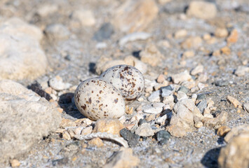 Wild bird eggs in the ground. Spotted eggs. Ground egg nest. Least Tern nest