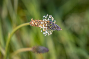 Close Up of a Field Flower, Whitby