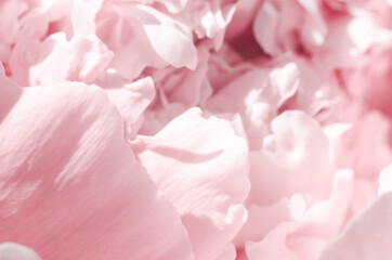 Fototapeta na wymiar Beautiful blurred background of pink peony petals. Delicate floral card. Abstract gentle pink background of peony petals