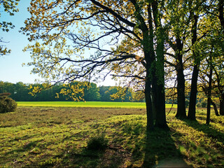 Feld und Bäume in der Lüneburger Heide