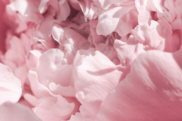Delicate floral card. Abstract gentle pink background of peony petals. Beautiful blurred background...